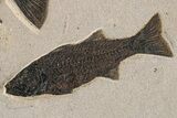 Green River Fossil Fish Mural with Giant Phareodus #295644-8